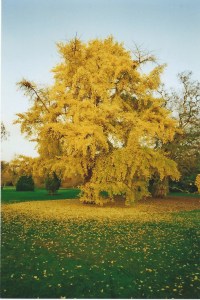 Ginkgo Kew Gardens 2011 1