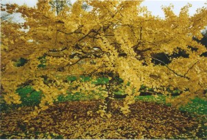 Ginkgo Kew Gardens 2011 2